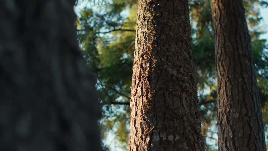 A golf ball impacts a tree trunk in slow motion, sending pieces of bark flying through the air
