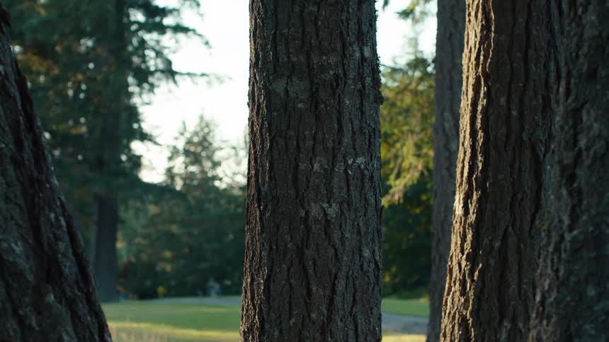 A tranquil park scene focuses on tree trunks as a single feather falls