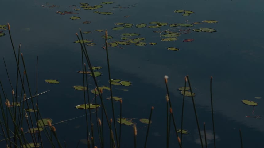 A dragonfly hovers over lily pads on a calm, dark pond with reeds in the foreground