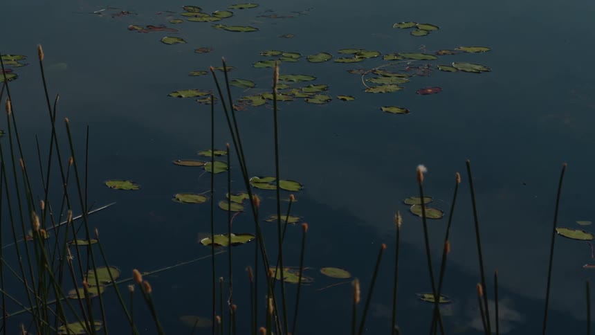A tranquil pond with lily pads and reeds as dragonflies fly over the calm water