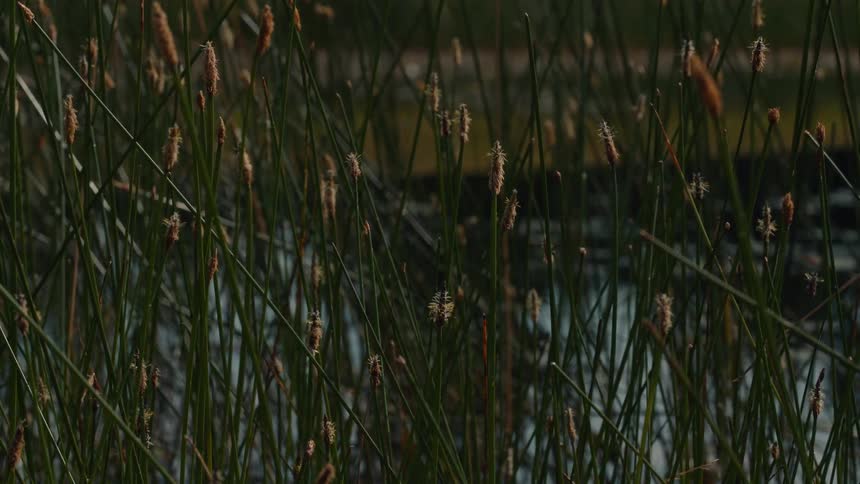 A static close-up shot of tall, thin green reeds growing peacefully by a body of water