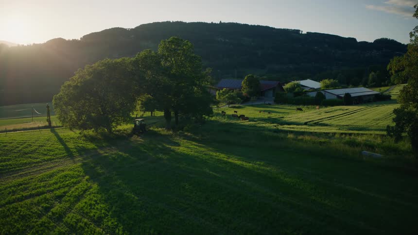 A serene aerial view captures a picturesque farm with grazing cows and a tractor nestled in lush green fields during a golden sunset