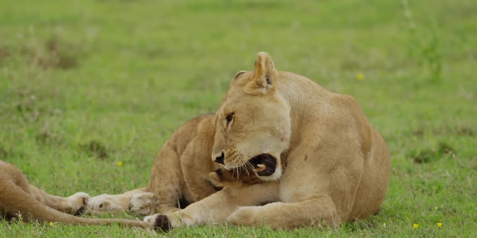 A lion cub nuzzling its mothers neck and trying to get her to play as she rolls over
