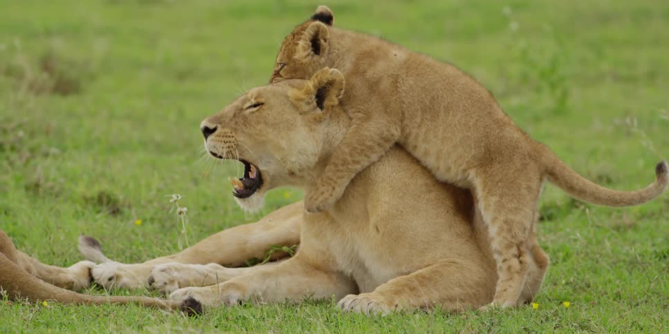 Baby lion cub playing on its mother