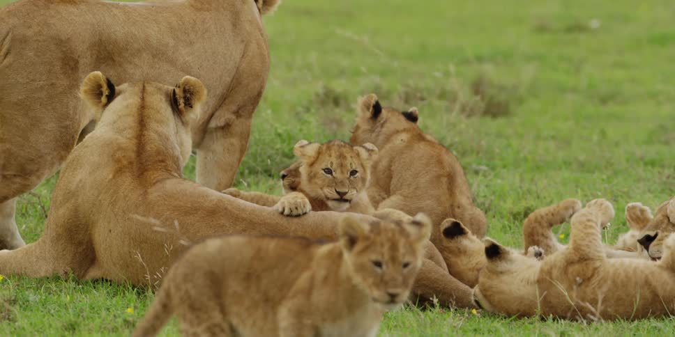 Lion cubs play with their parents in the grass