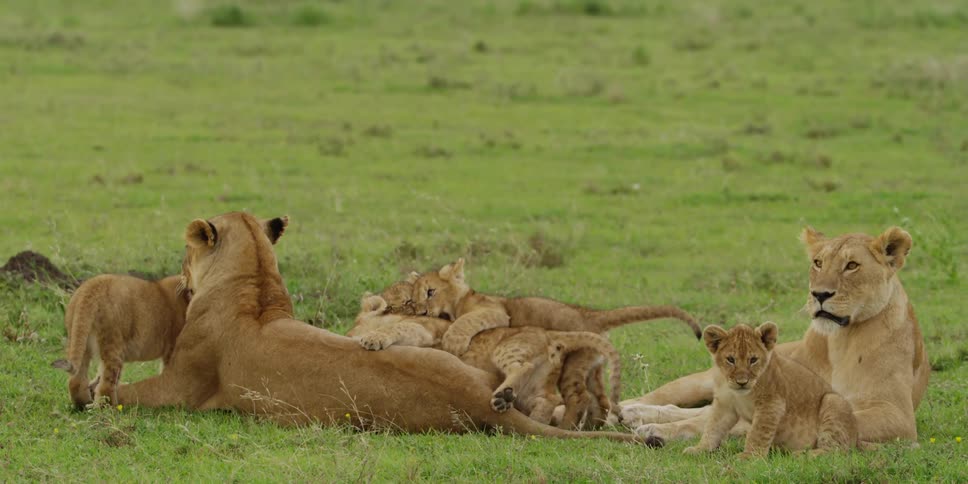 Lionesses and cubs play in the grass
