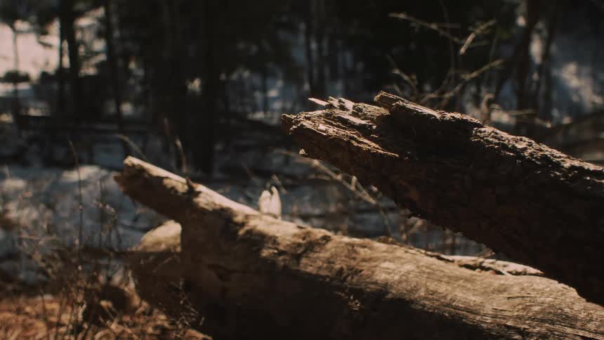 An insect crawls across a broken, decaying log in a sunny forest with snow in the background