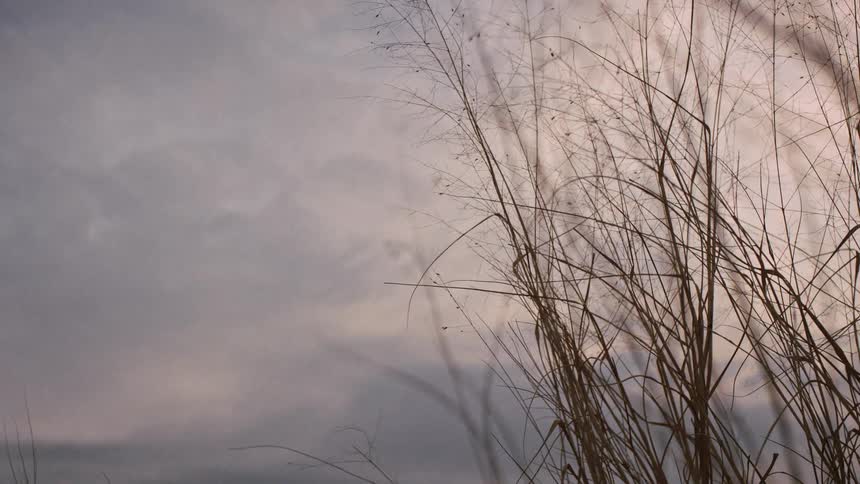 Dry wispy grass stands still against a calm, cloudy sky during a peaceful sunset