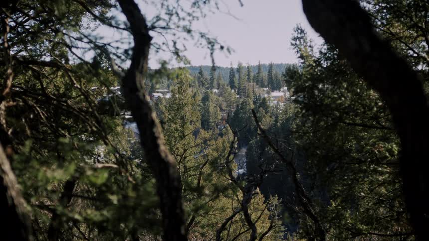 A tranquil view through evergreen trees reveals a sunlit mountain forest with patches of snow