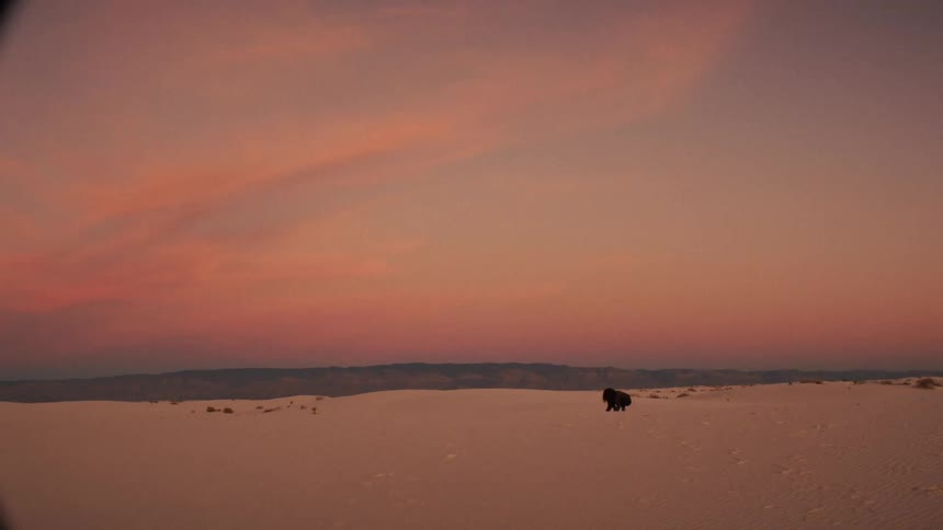 A woman joyfully walks and throws sand into the air across a vast desert landscape during a beautiful pink sunset