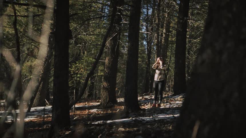 A woman hiker stands among tall trees in a sunny forest, looking around before taking pictures with her camera
