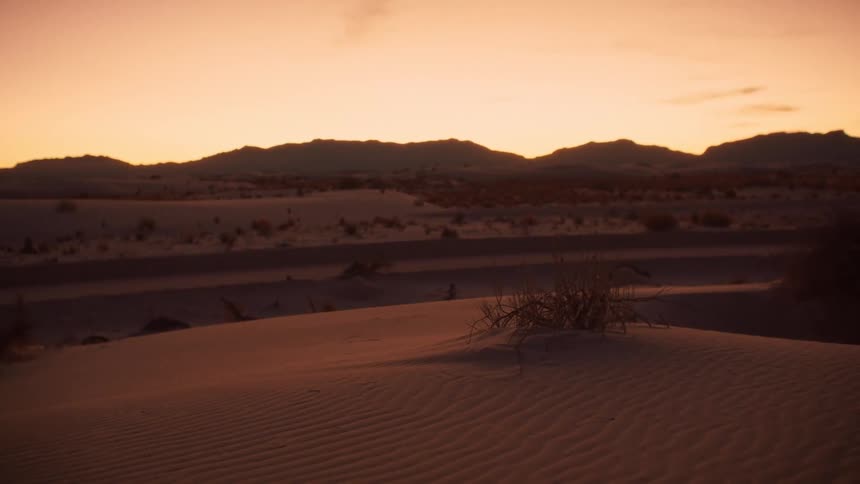 A peaceful static shot of rippled desert sand dunes and a small bush during a warm, golden sunset
