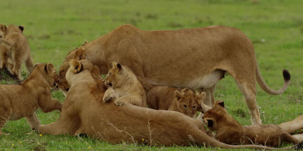 Family of lions playing on a sunny day
