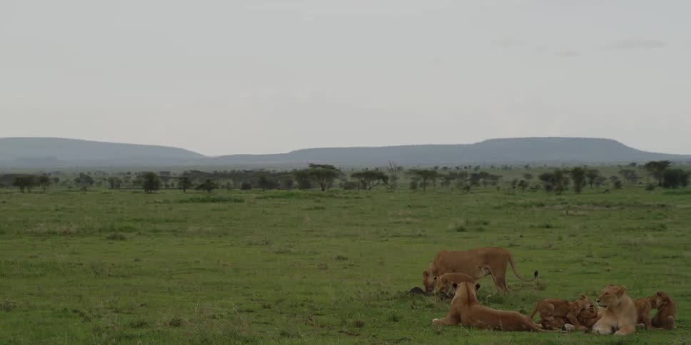 A pride of lions resting on a grassy plain in the afternoon heat