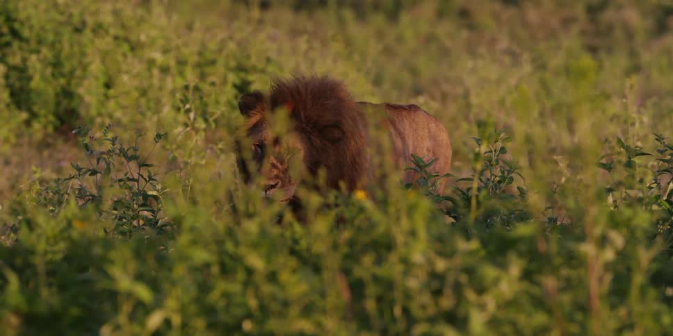 Lion walking through tall grass