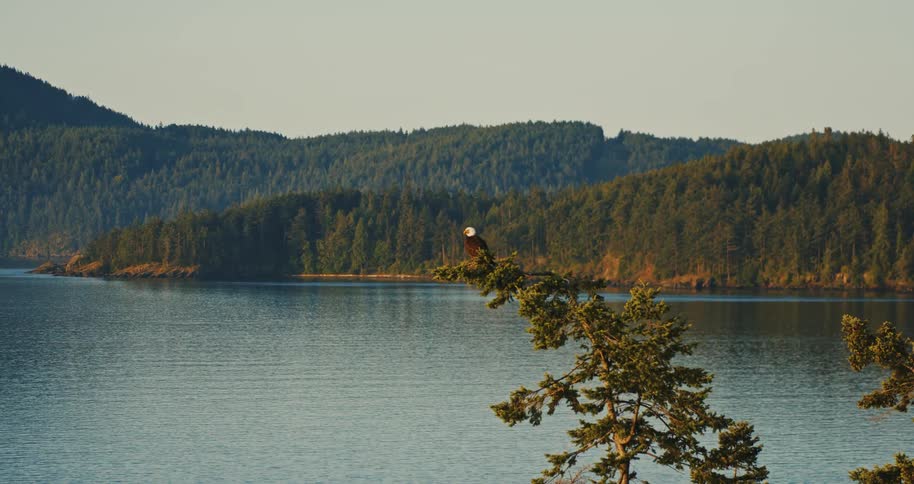 A majestic bald eagle perches on a pine tree, surveying the serene waters of a coastal sound surrounded by lush, forested islands