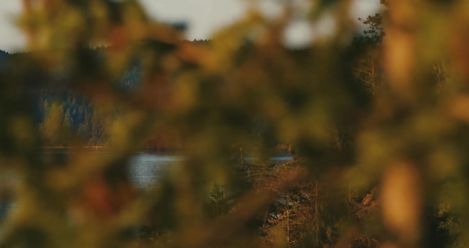 Through the golden-lit branches of evergreen trees, a majestic bald eagle is revealed perched by the calm waters of a Pacific Northwest sound