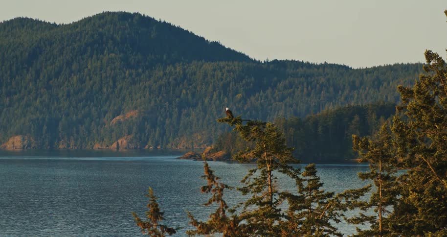 A majestic bald eagle perches atop a tall evergreen tree, surveying a serene lake surrounded by lush, forested hills during a calm morning