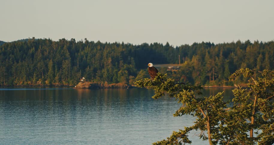 A majestic bald eagle perches on a treetop, surveying the serene waters and forested islands of the Pacific Northwest at sunset