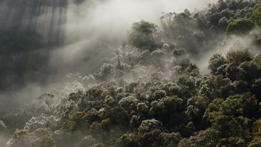 Ethereal sunbeams pierce through the morning mist as it slowly drifts across a lush, dense forest canopy