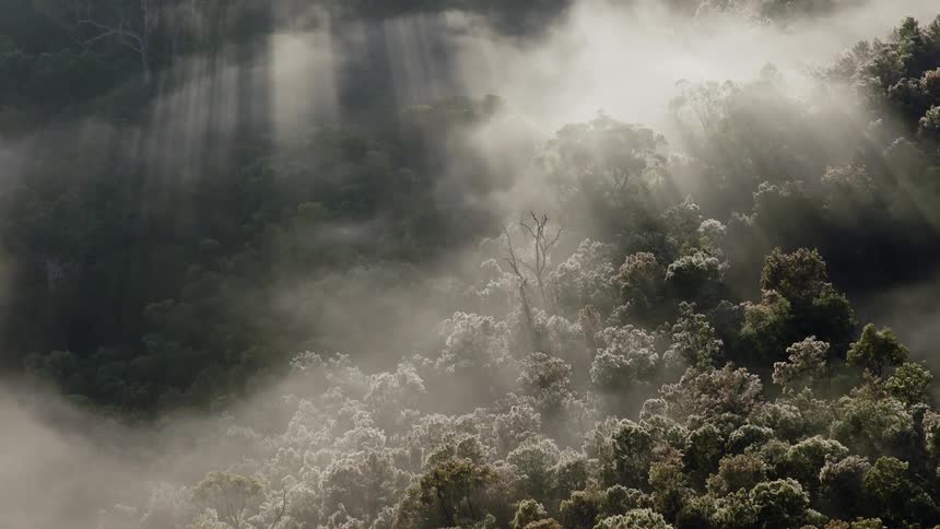 Sun rays beam through the morning mist, illuminating the lush treetops of a dense forest