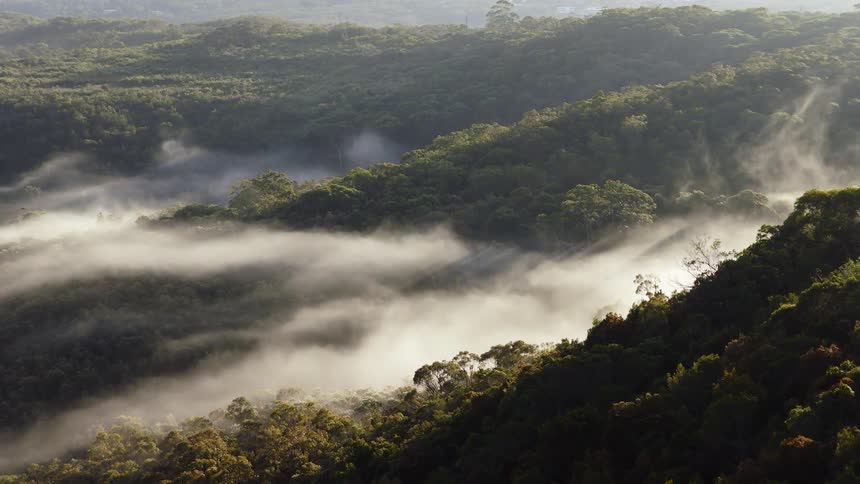 Mystical sunbeams pierce through a rolling river of fog in a lush, green mountain valley