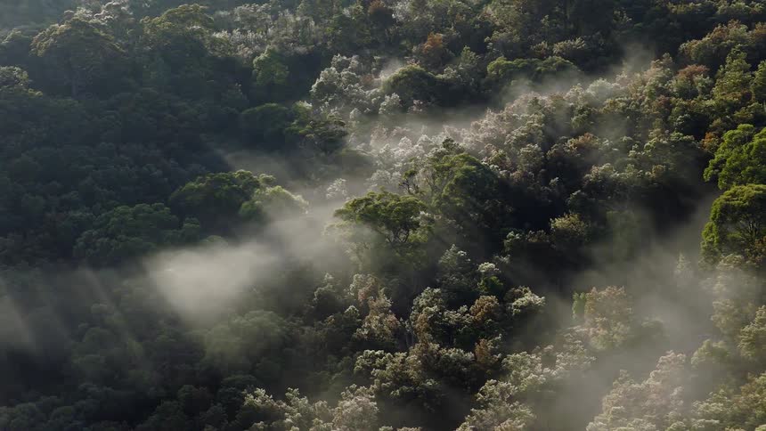 Sun rays beam through the morning mist over a lush, dense forest canopy