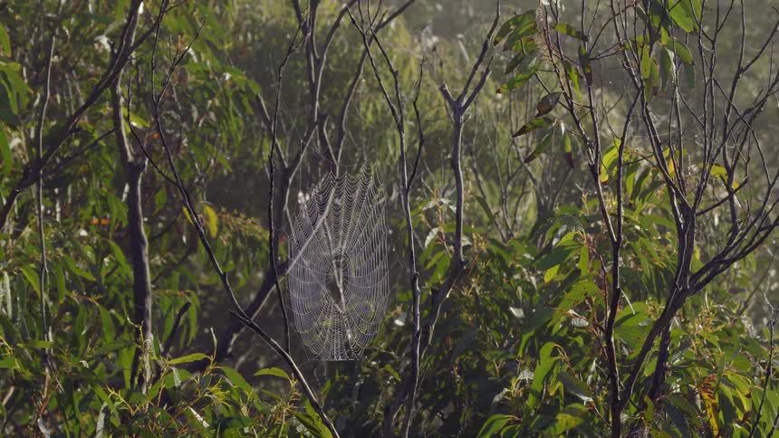 A beautiful spider web covered in morning dew glistens in the early morning sunlight amidst the misty forest