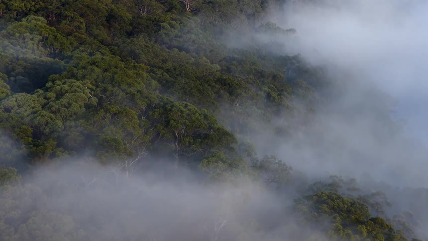 Thick, mysterious fog rolls gently over the lush green treetops of a mountainside forest