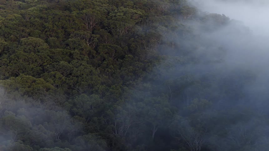 A heavy mist slowly drifts over the canopy of a dense, green forest
