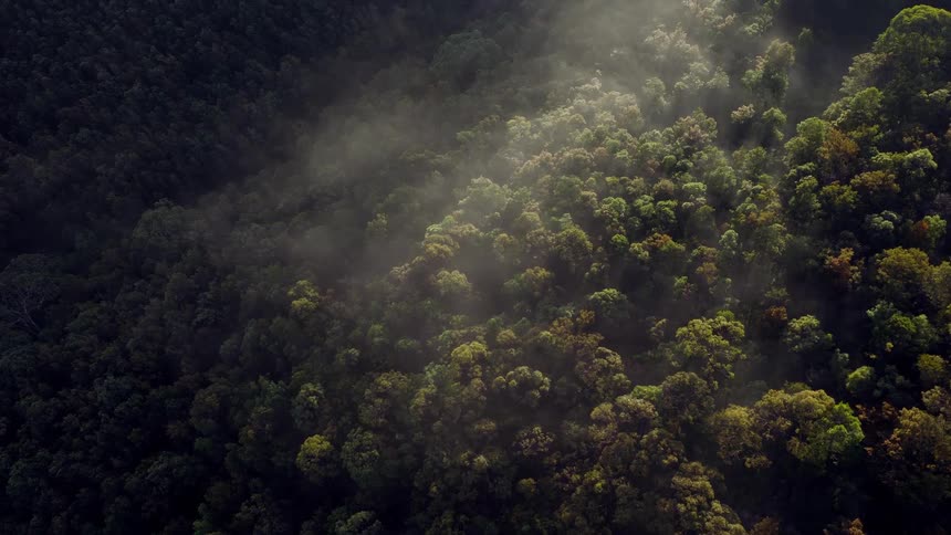 Sunlight penetrates the morning mist drifting over a lush, green mountain forest canopy