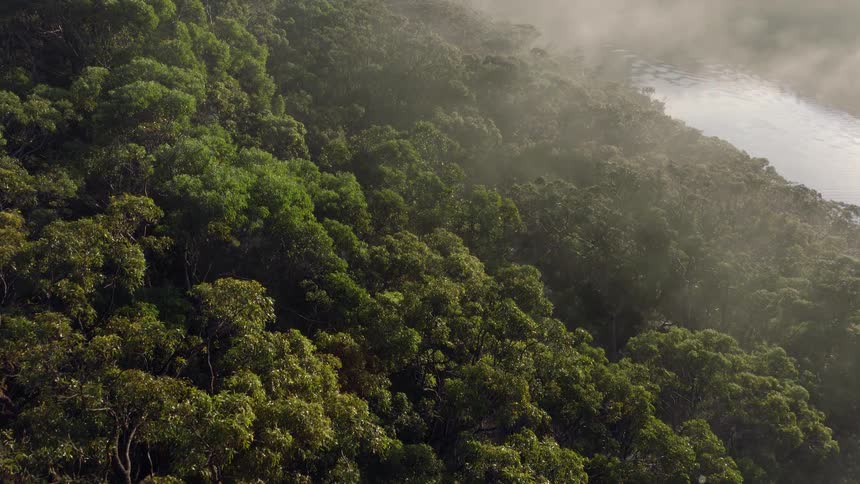 Sunlight filters through morning mist rising over a dense, green forest canopy next to a river