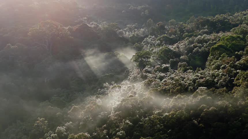 A serene aerial view shows sun rays breaking through the morning fog over a beautiful, expansive forest