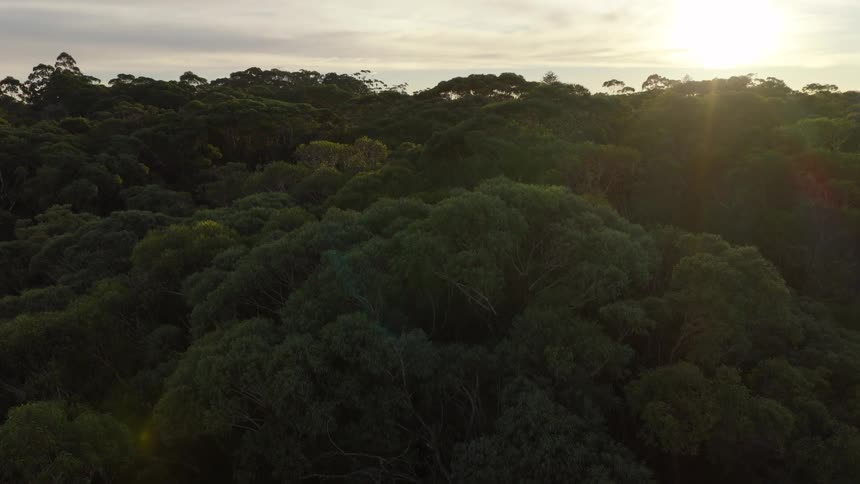 A static aerial view shows a dense, lush forest canopy as the golden sun sets on the horizon