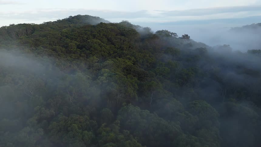 An aerial drone flies through mysterious morning mist as it slowly dissipates over a dense green forest canopy