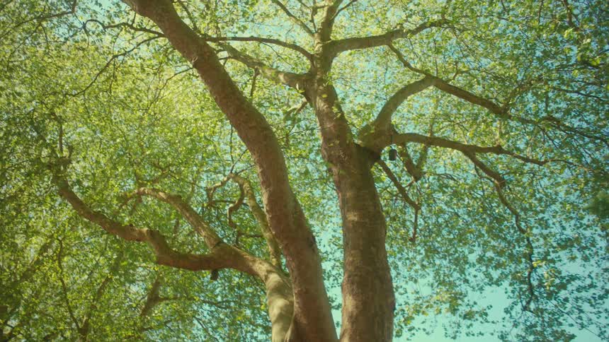 Sunlight filters through the vibrant green leaves of a majestic, towering tree on a beautiful day in a slow upward pan
