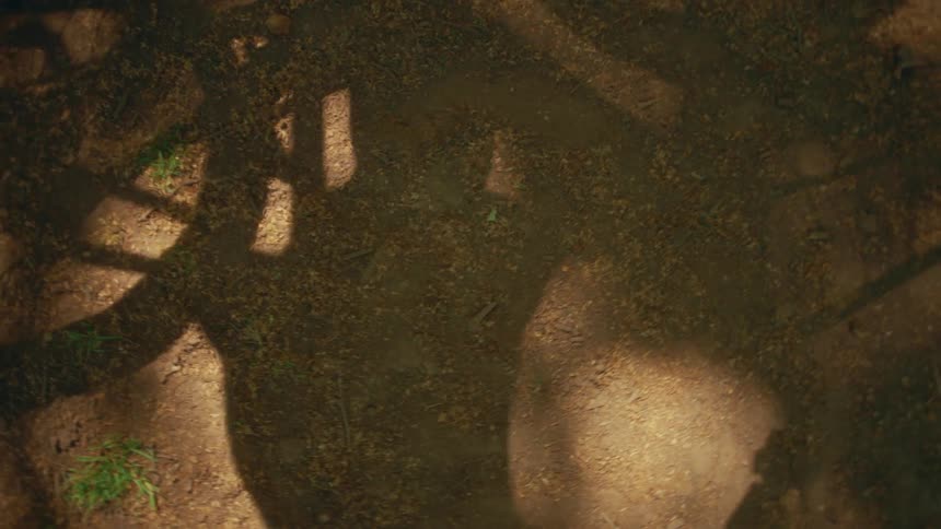 Top-down view of the shadow of a person riding away on a bicycle with a basket along a dirt path covered in flowers