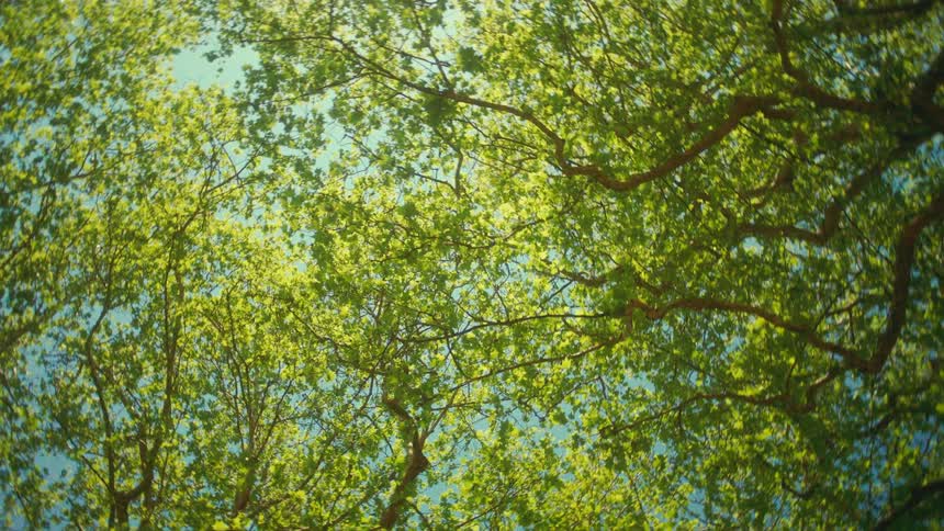 Sunlight streams through the vibrant green leaves of a forest canopy against a clear blue sky