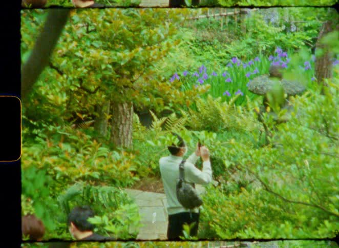 Vintage film captures a man wearing a face mask taking a picture of beautiful purple irises in a lush Japanese garden