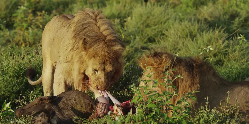 Lions tearing apart and eating prey