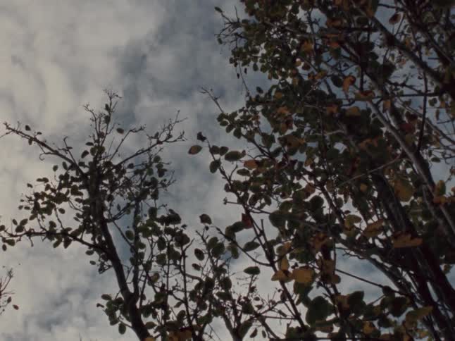A close-up shot of a small plant growing in a rock transitions to a low-angle view of autumn branches against a cloudy sky