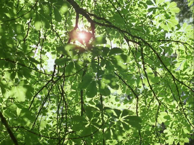 Looking up through a vibrant green tree canopy as the sun shines and a gentle breeze rustles the leaves