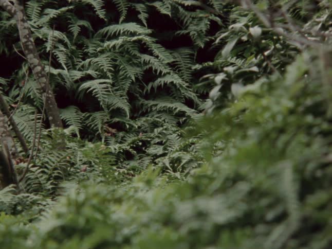 A vintage film burn transition washes over a scene of dense green ferns in a lush forest