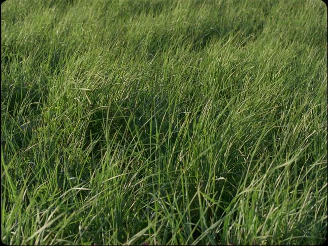 A close-up shot of vibrant green grass gently swaying in the breeze on a sunny day