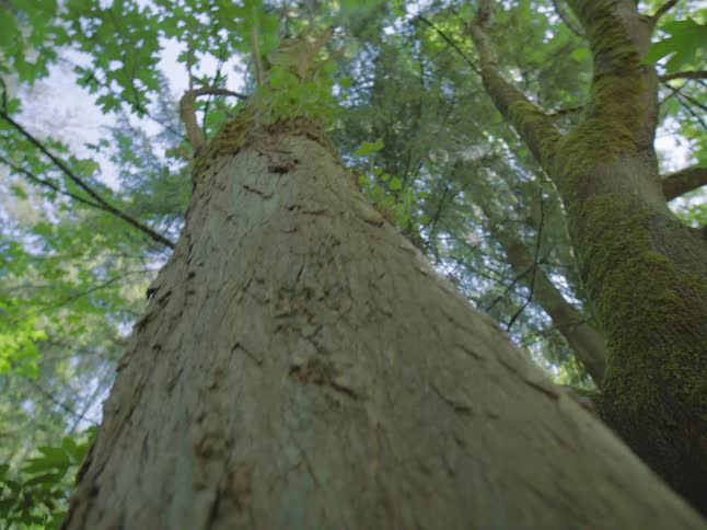 A low-angle perspective shot tilts up the textured bark of a majestic tree in a sunlit forest
