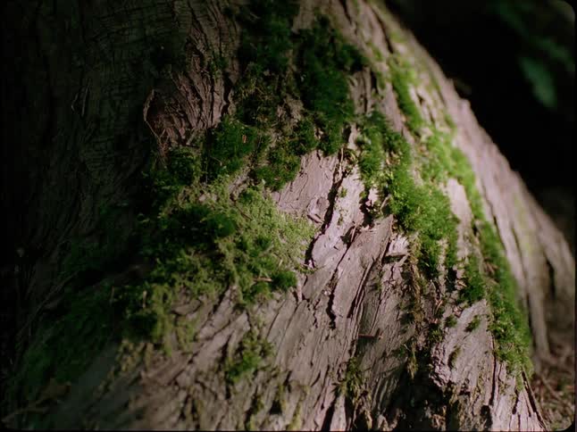 A person playing a geocaching game hides and finds a QR code under moss on a tree trunk and scans it with a smartphone