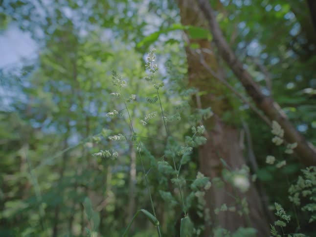 A dreamy, out-of-focus, low-angle shot of wild grasses swaying in the wind against a lush green forest background