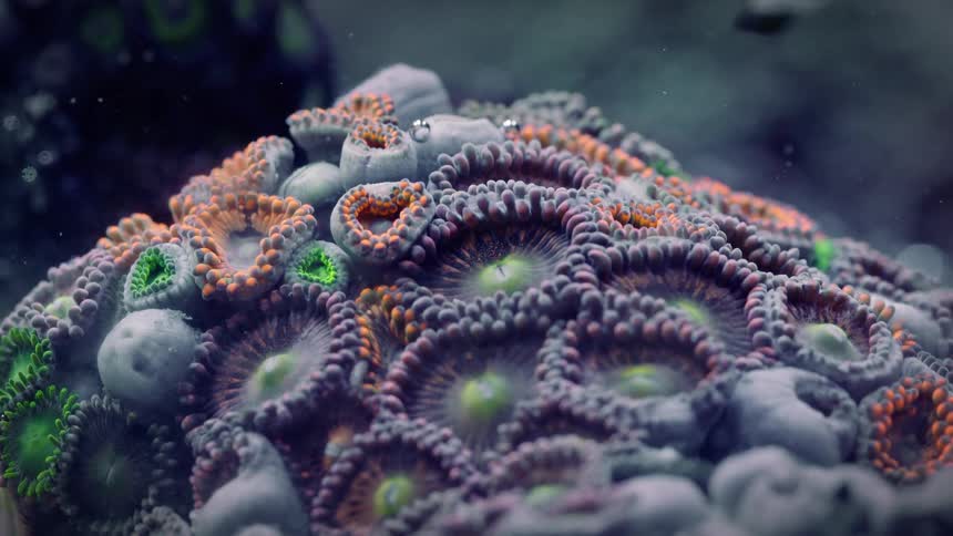 A detailed macro shot shows a vibrant colony of colorful coral polyps shimmering gently underwater