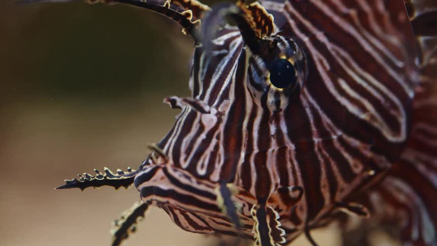 An extreme close-up shot captures the intense gaze and striped pattern of a venomous red lionfish