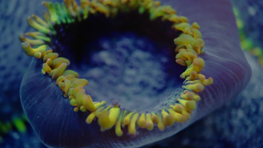 An otherworldly macro shot of a vibrant sea anemone shows its fluorescent yellow tentacles gently pulsing
